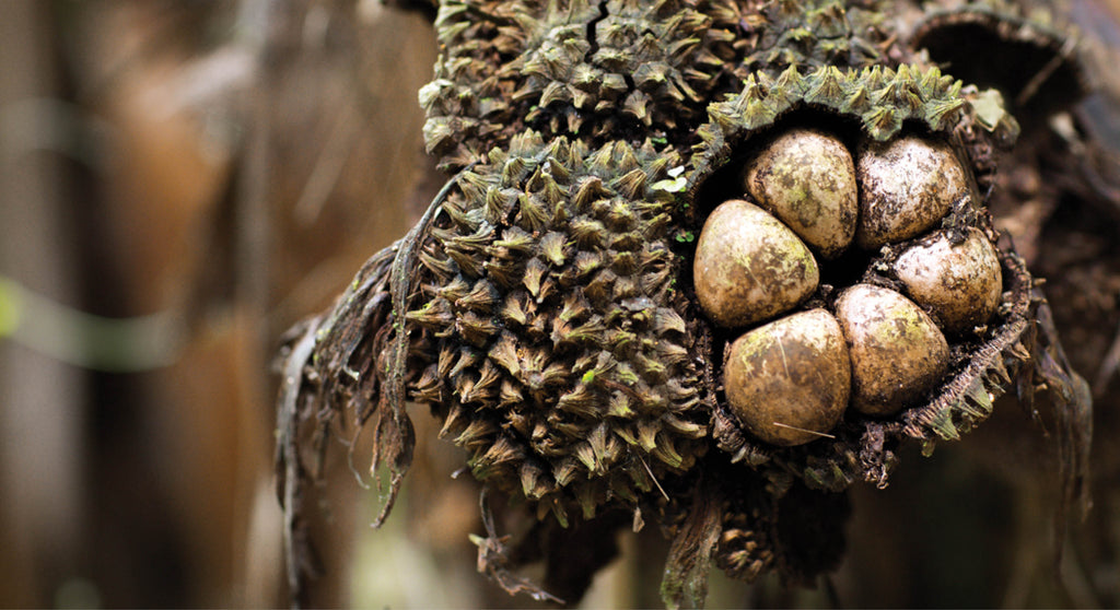 Defending Our Rainforests One Nut Button At a Time